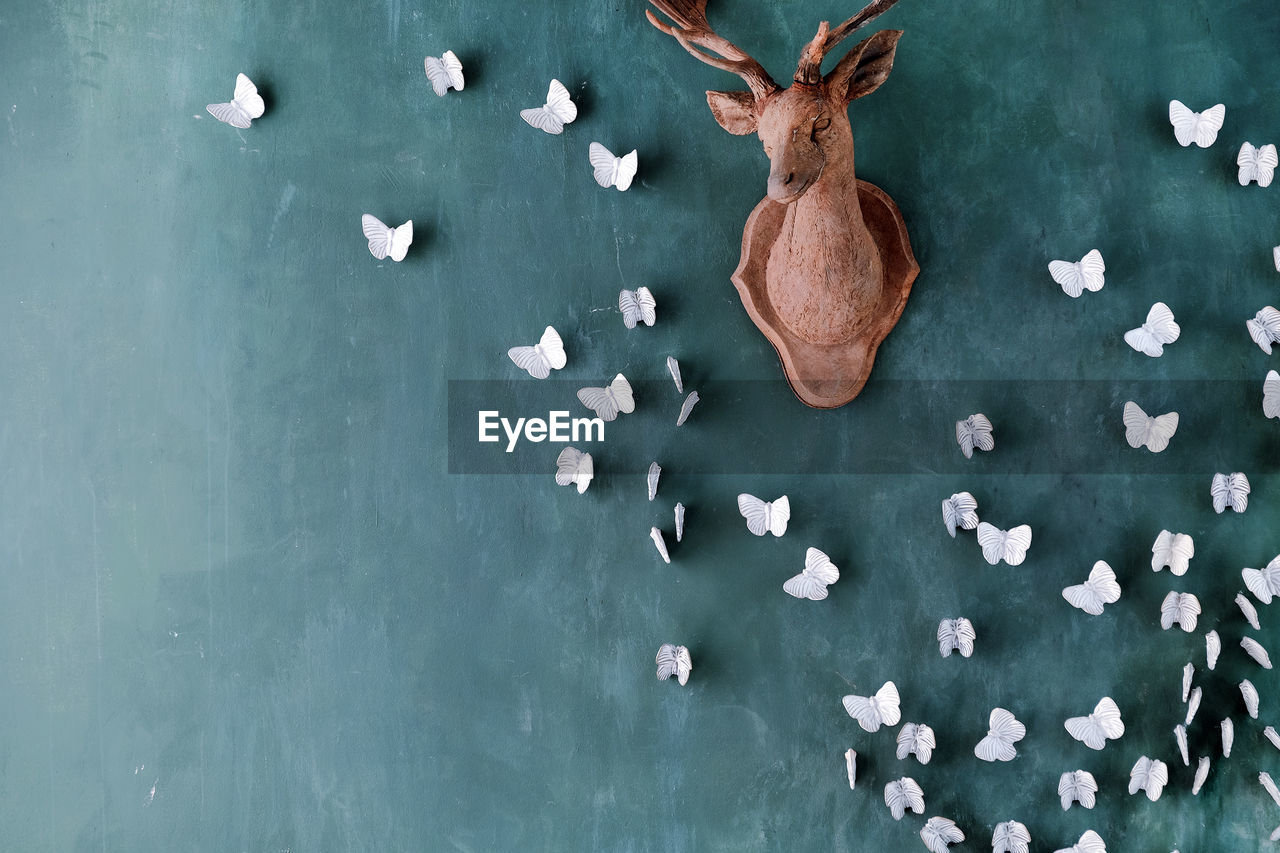 High angle view of taxidermy and butterflies on wall