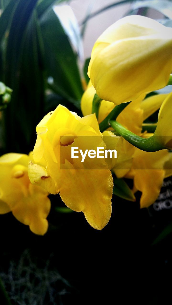 CLOSE-UP OF YELLOW FLOWERS