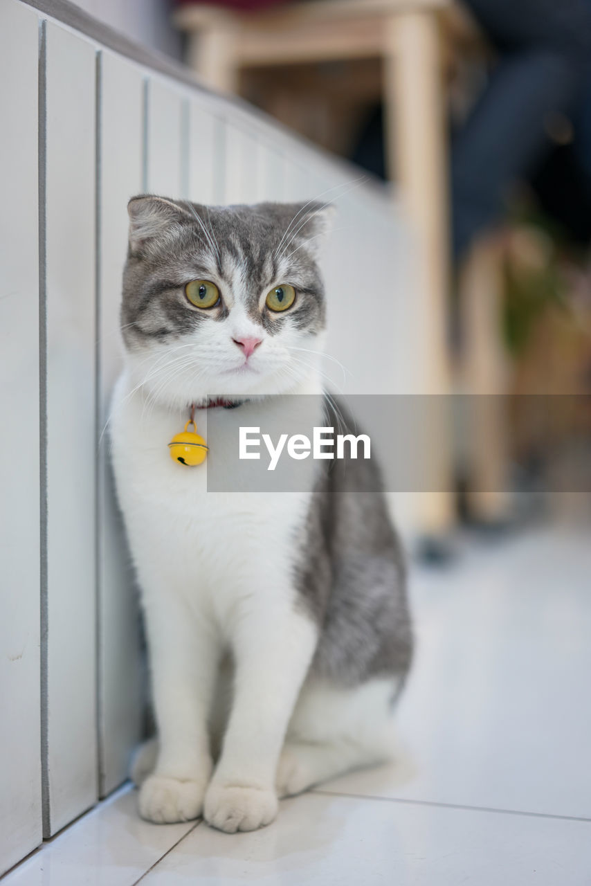 Scottish fold cat with yellow bell are sitting on the floor. selective focus