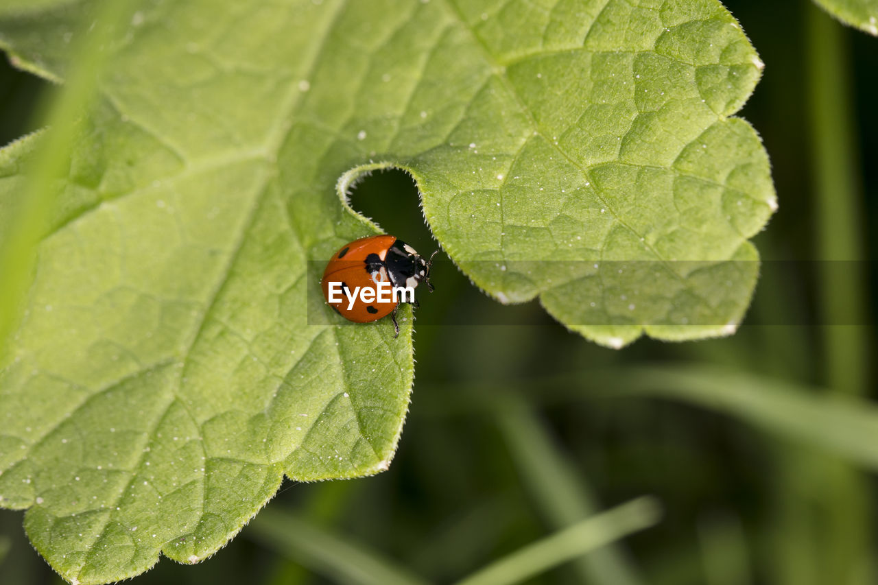 CLOSE-UP OF LADYBUG ON PLANT