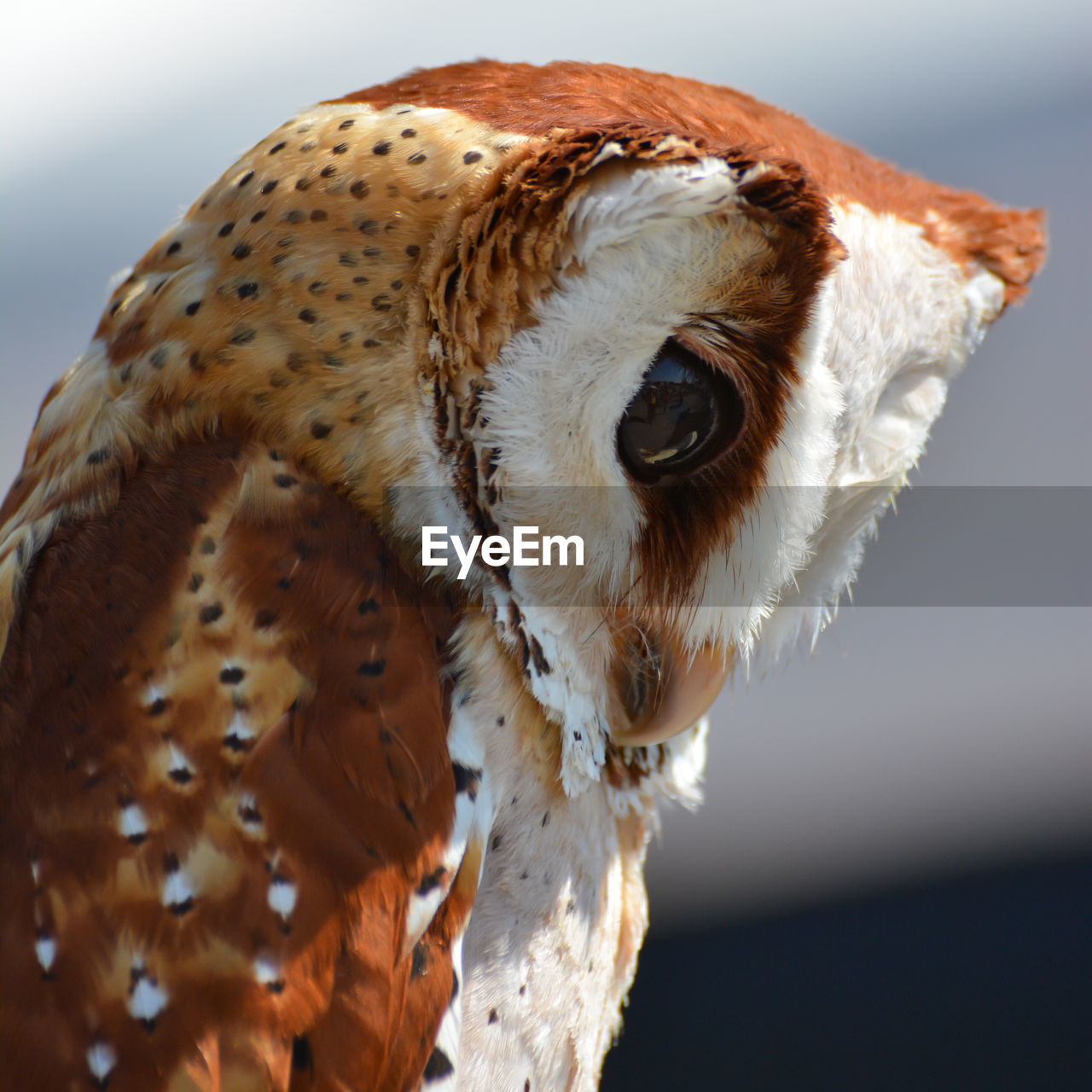 Close-up of a barn owl