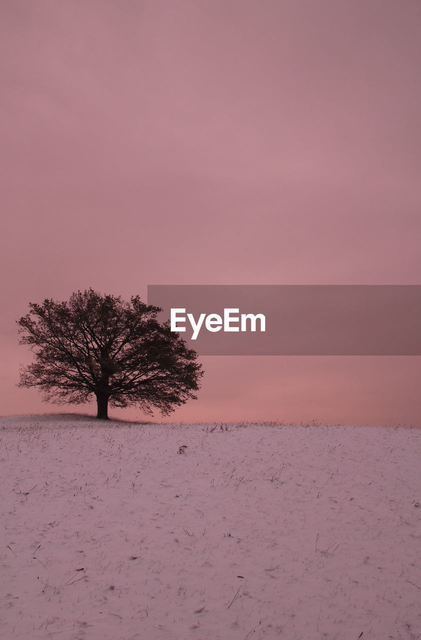 Bare tree on landscape against sky