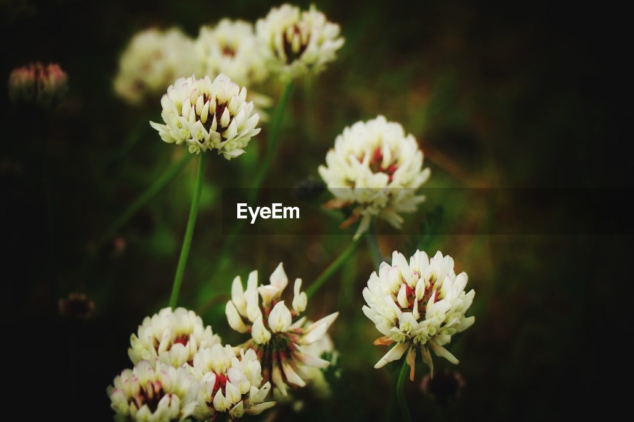 Close-up of white daisy flowers