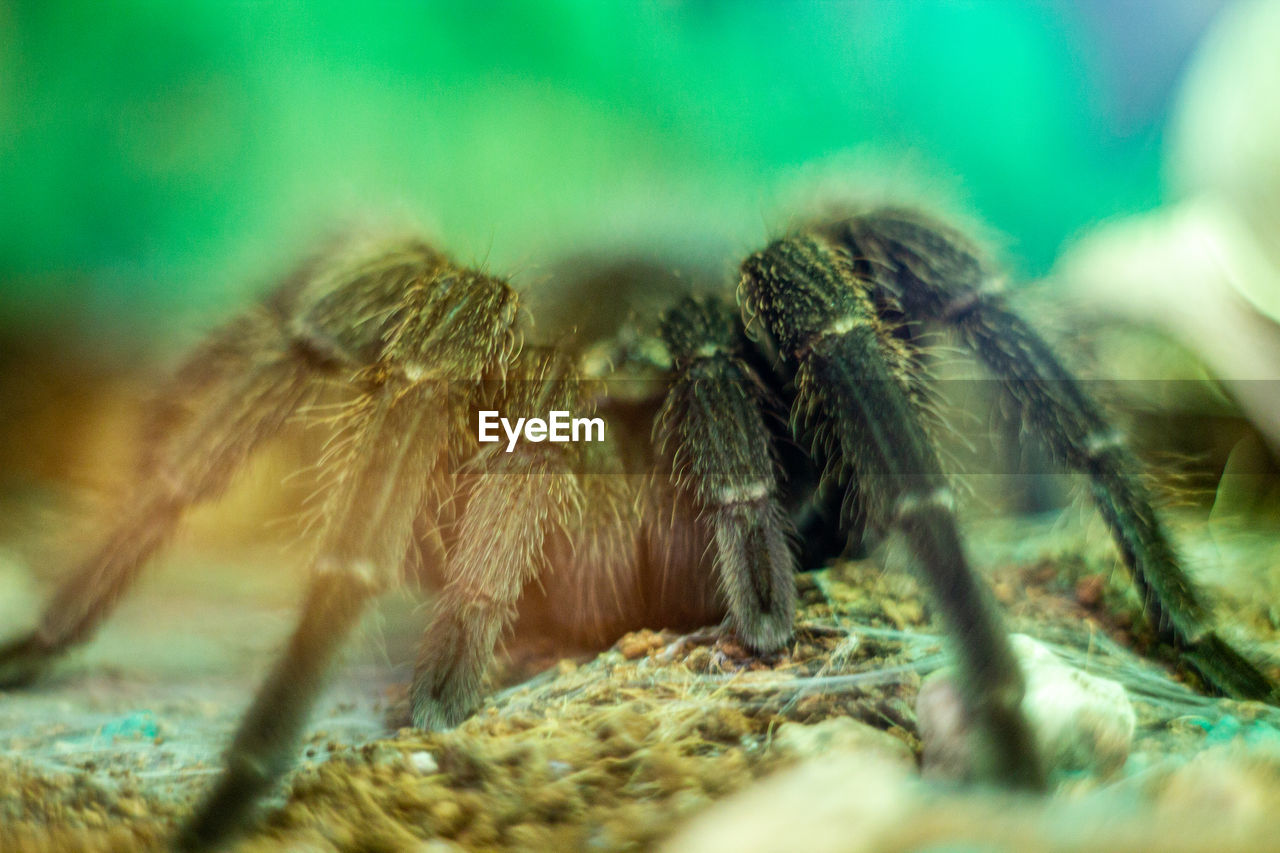 VIEW OF SPIDER