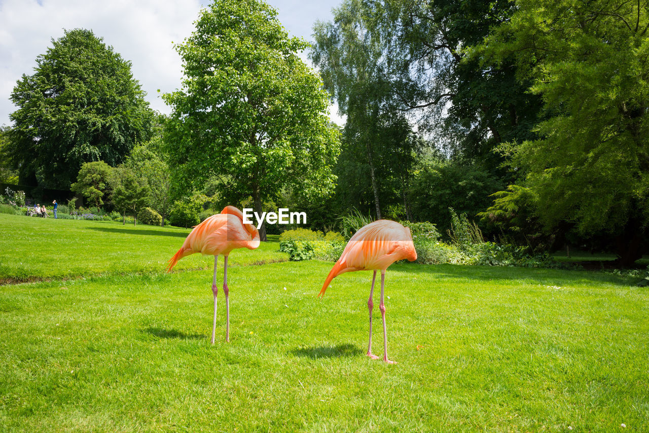 Pink flamingoes on grassy field