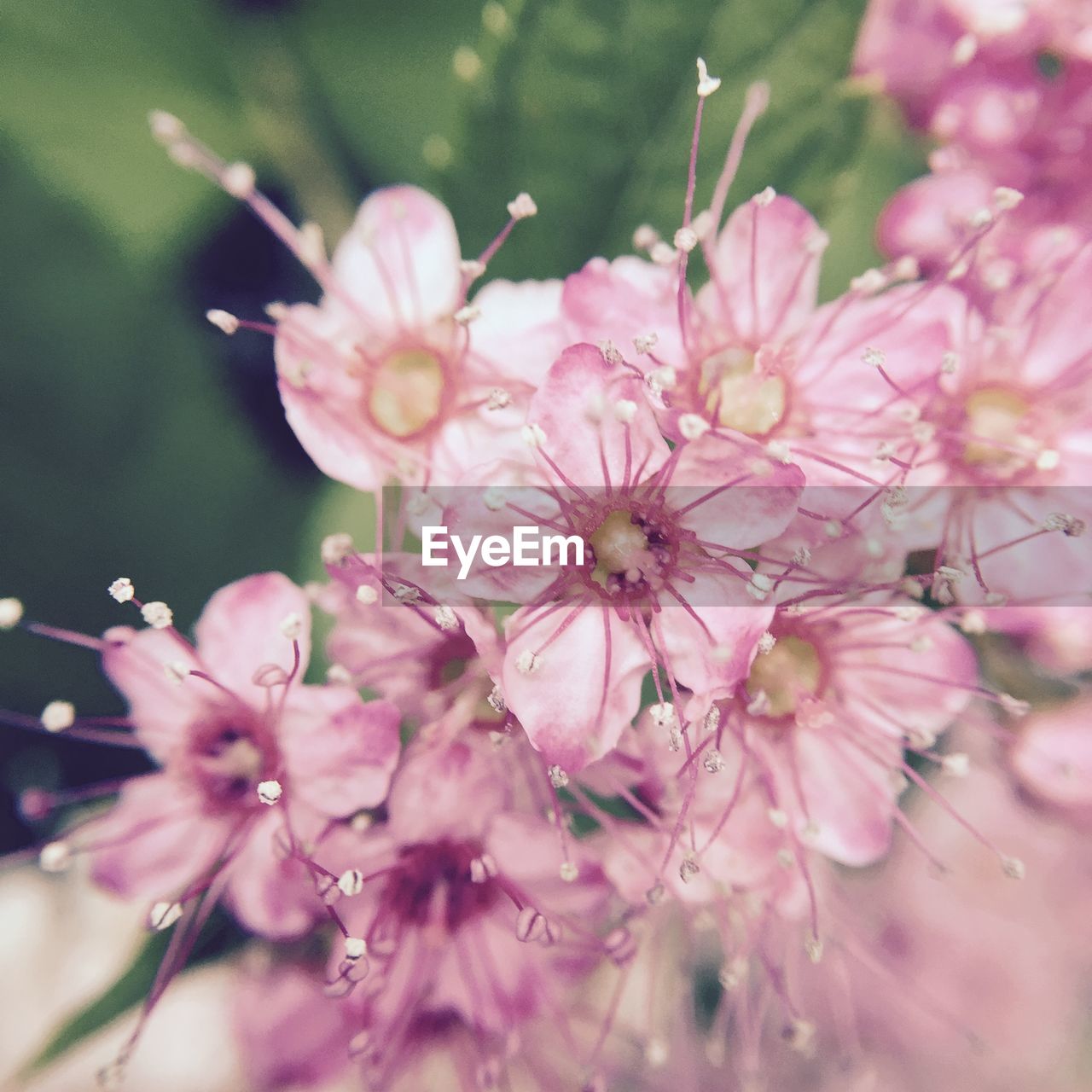 Close-up of pink flowers against blurred background