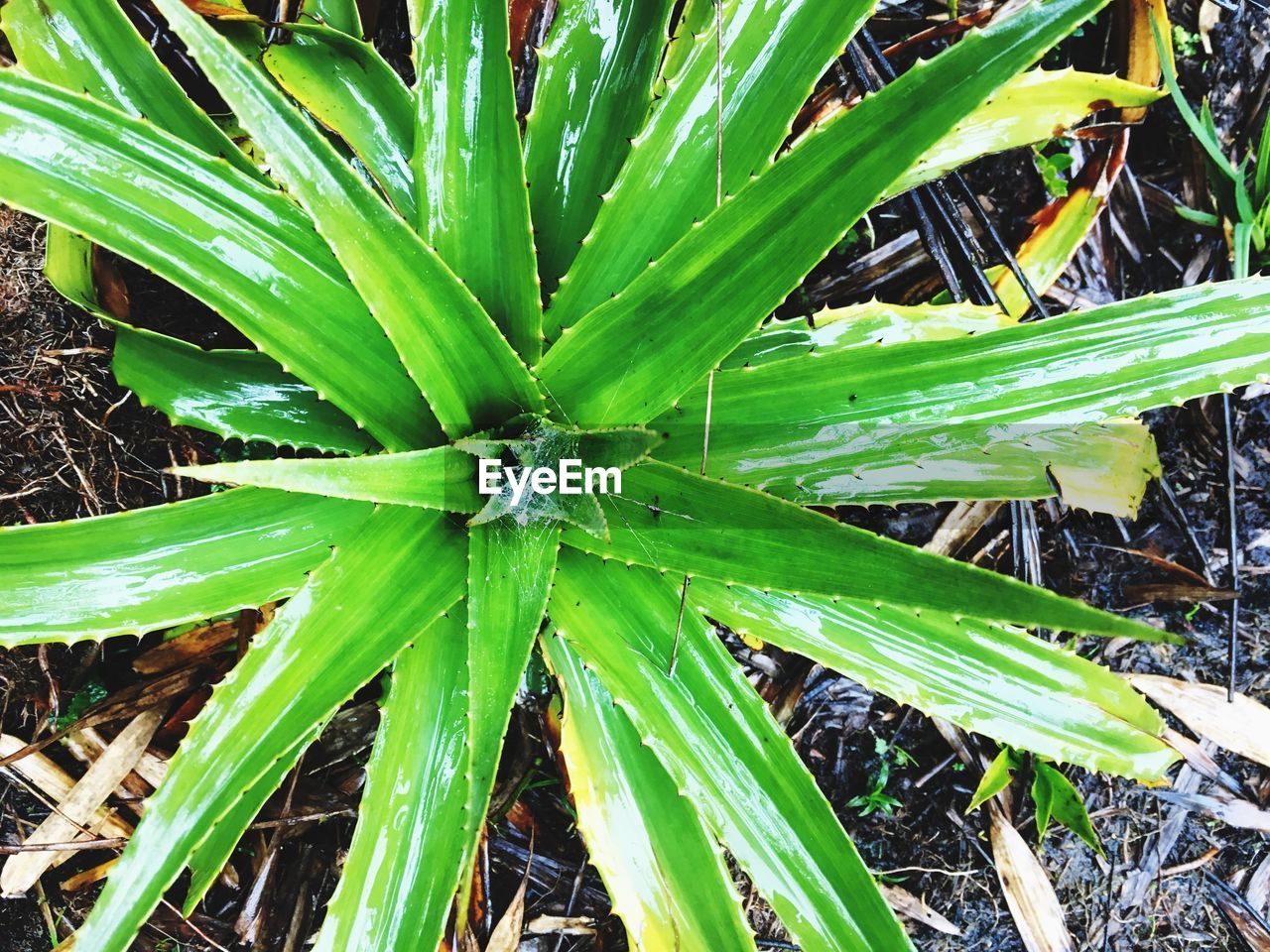 HIGH ANGLE VIEW OF FRESH GREEN PLANT