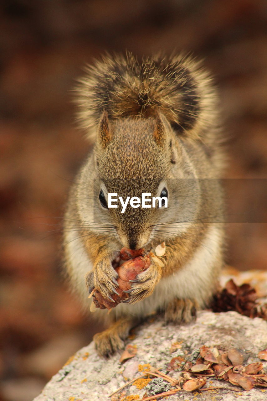 Close-up of squirrel eating food