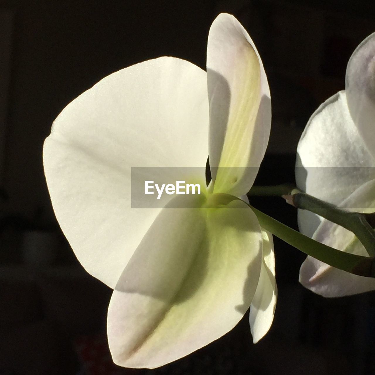 MACRO SHOT OF WHITE FLOWER