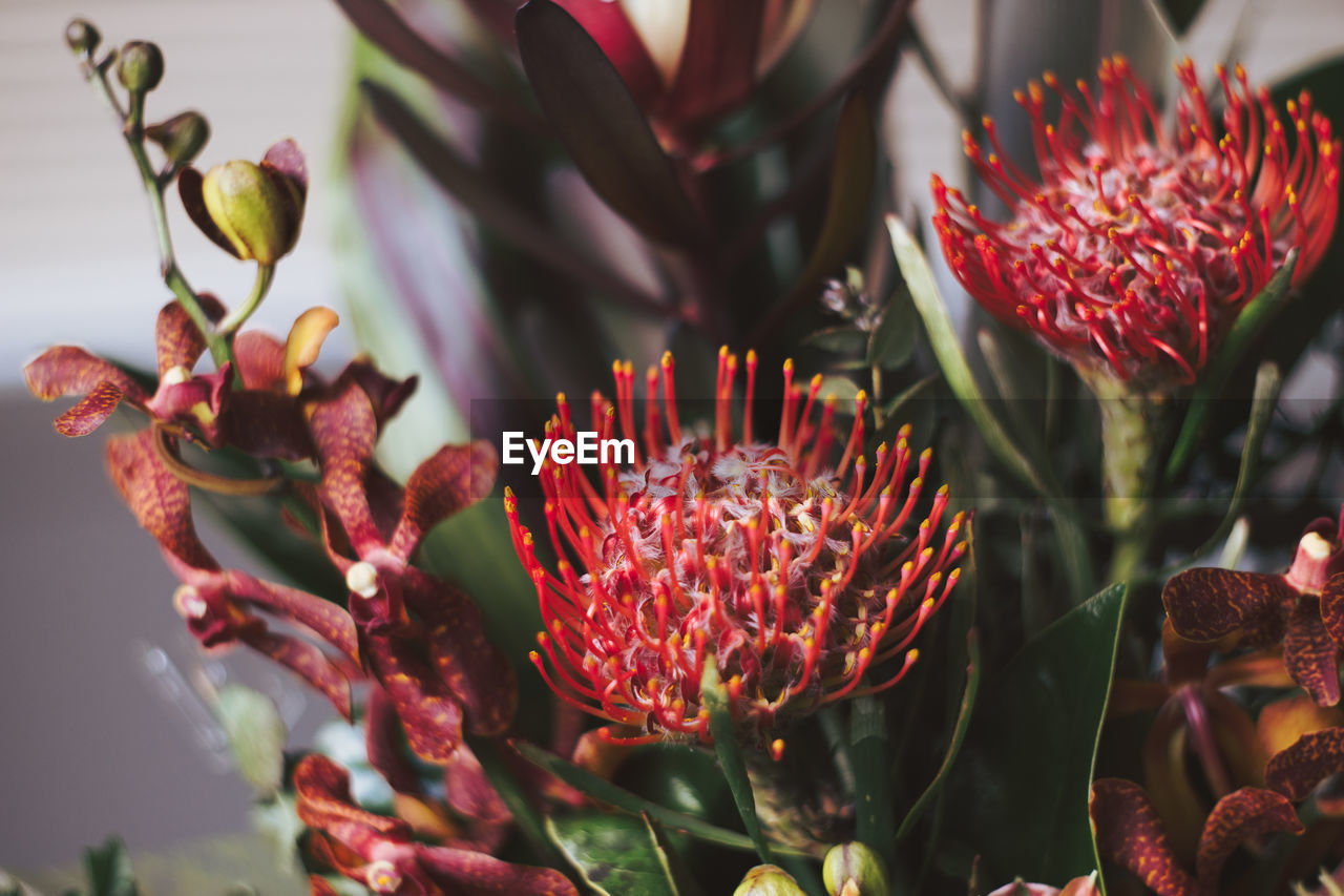 Close-up of red flowering plant