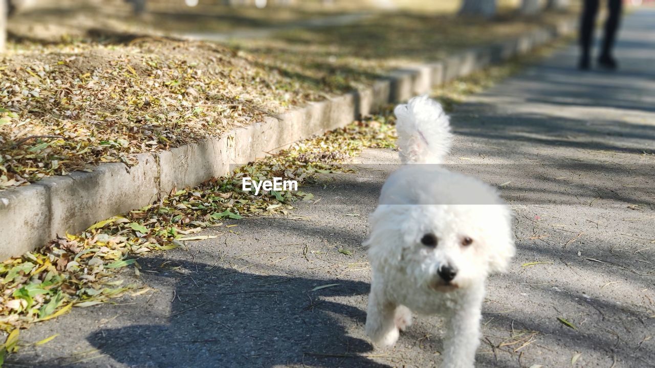 WHITE DOG ON THE WALL