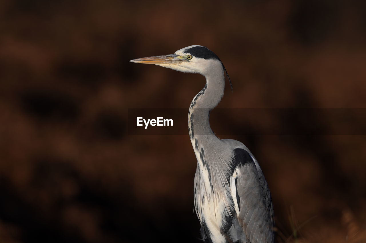 A grey heron up close 