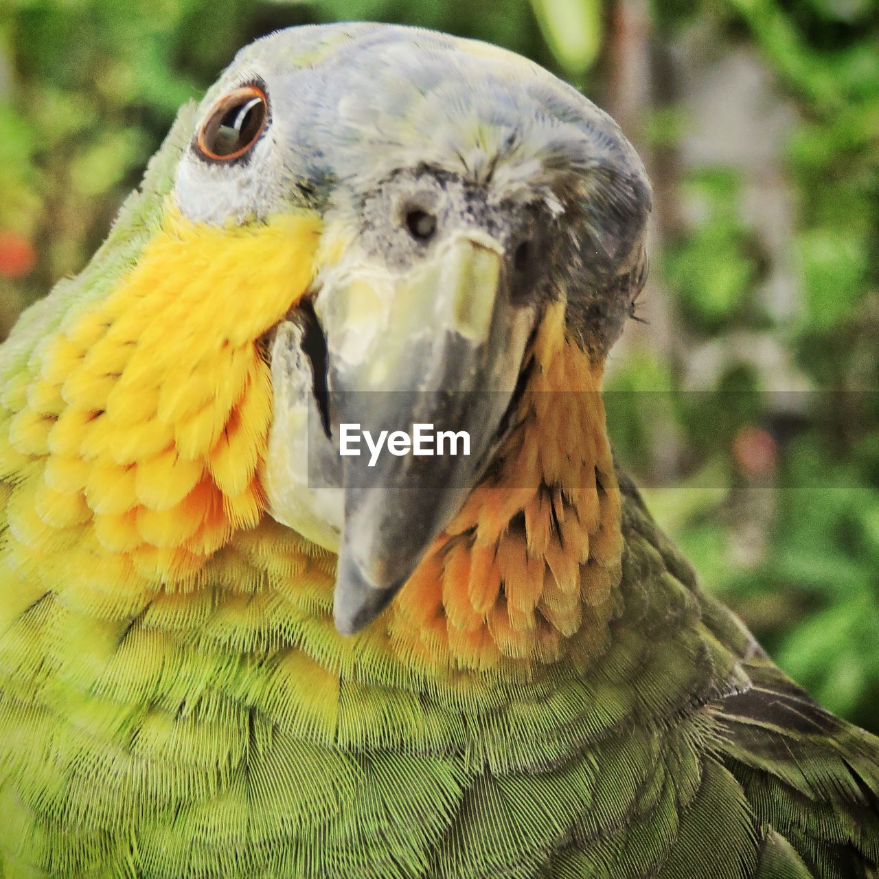 Close-up portrait of amazon parrot