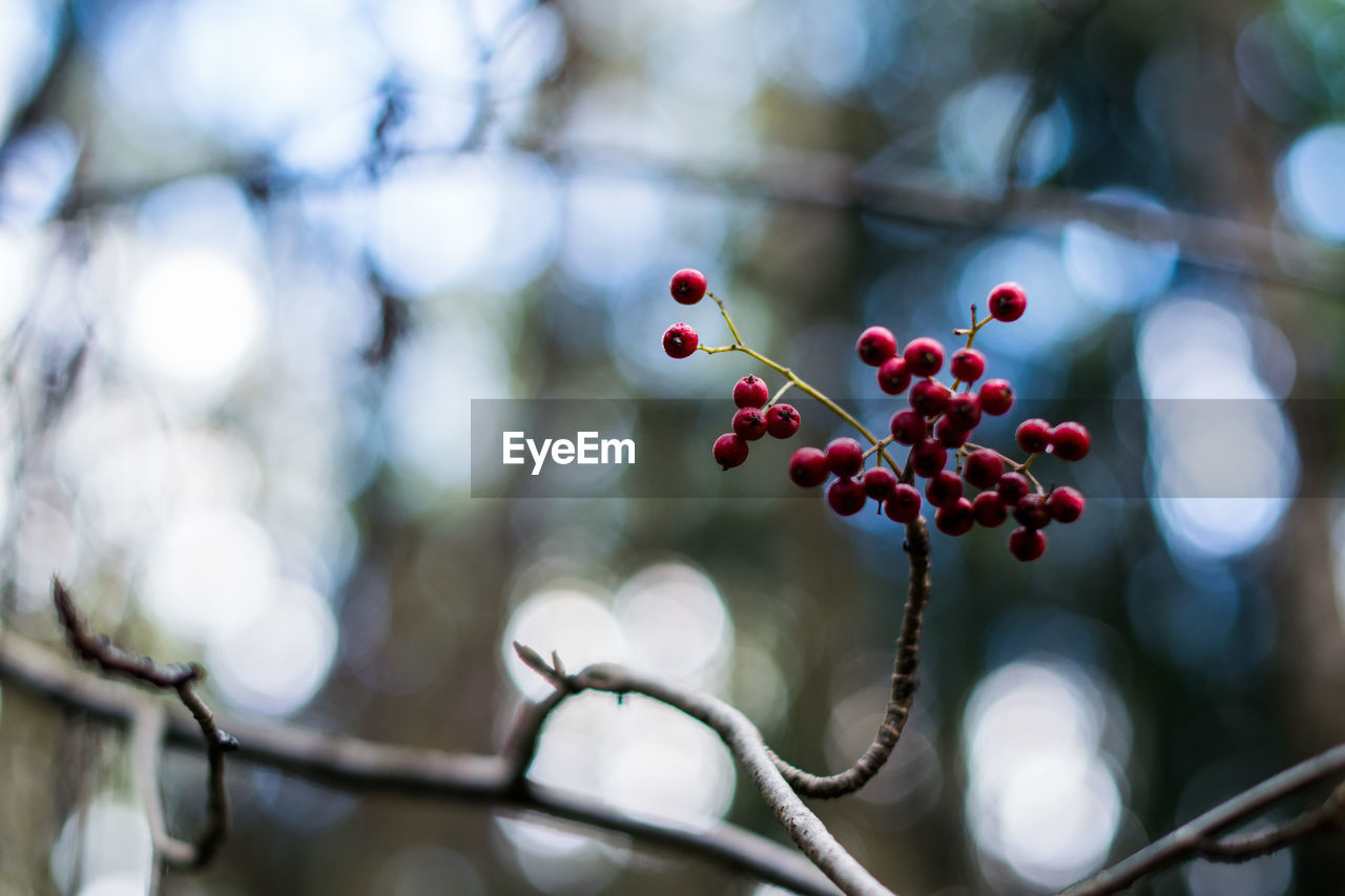 Close-up of fruits hanging on tree