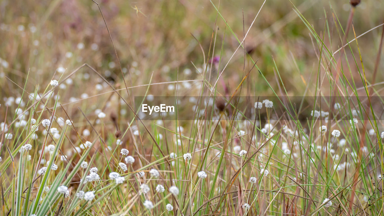 CLOSE-UP OF GRASS ON FIELD