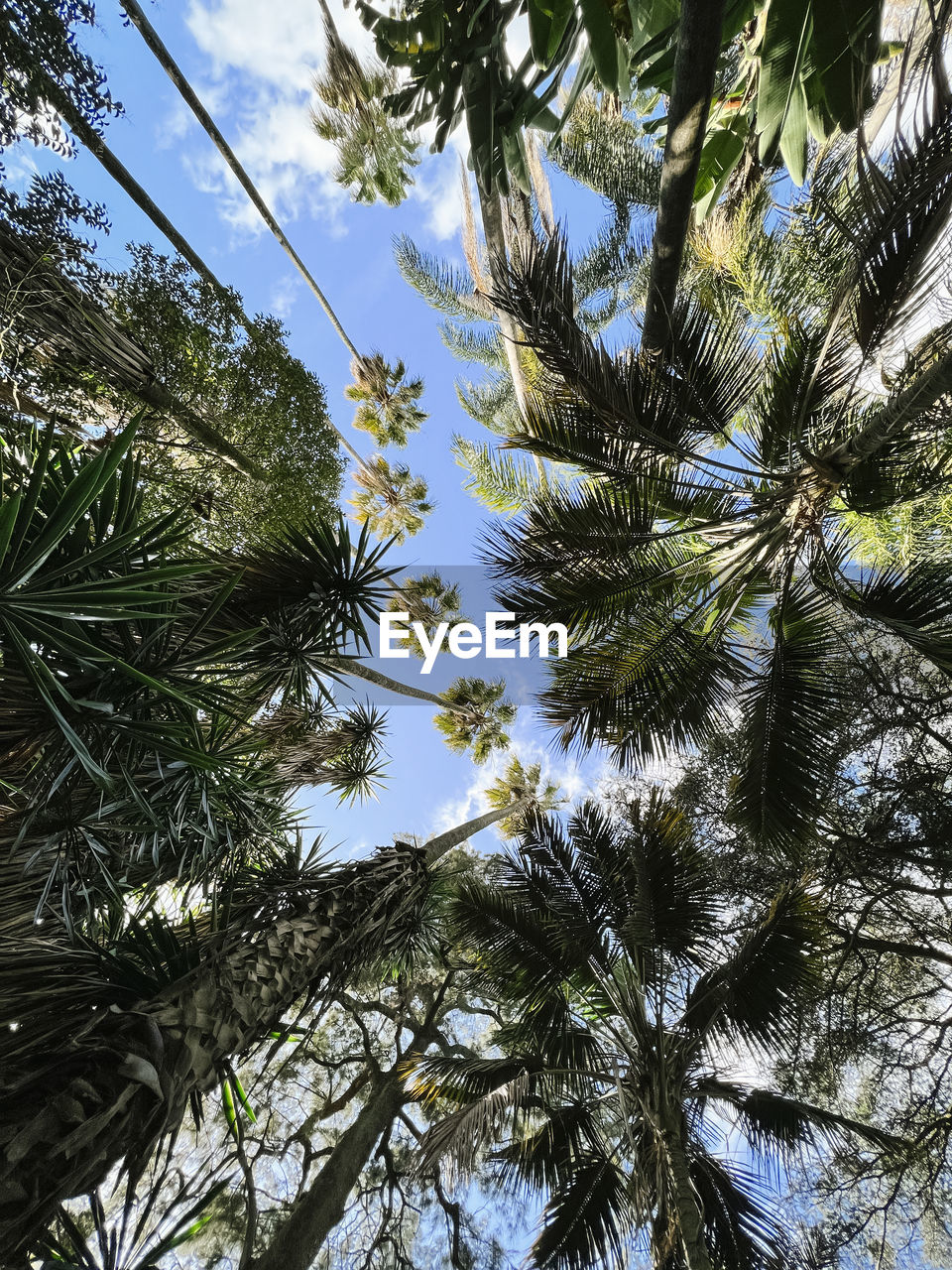 tree, plant, low angle view, growth, sky, branch, nature, beauty in nature, no people, day, tranquility, green, leaf, spruce, forest, palm tree, coniferous tree, outdoors, pine tree, tropical climate, pinaceae, fir, backgrounds, flower, scenics - nature, directly below