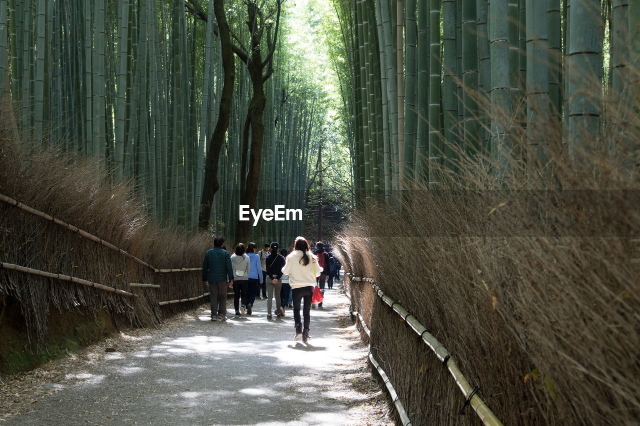 Rear view of people walking on footpath amidst bamboo forest