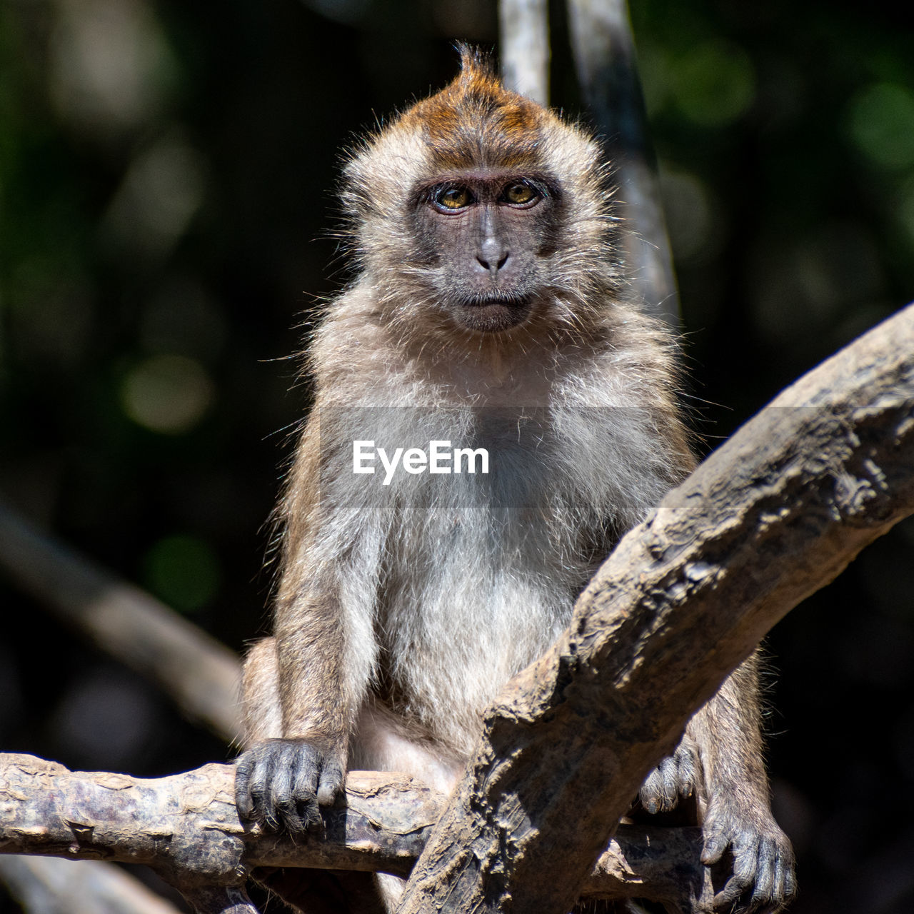 Crab-eating macaque macaca fascicularis looking at camera on langkawi island, malaysia