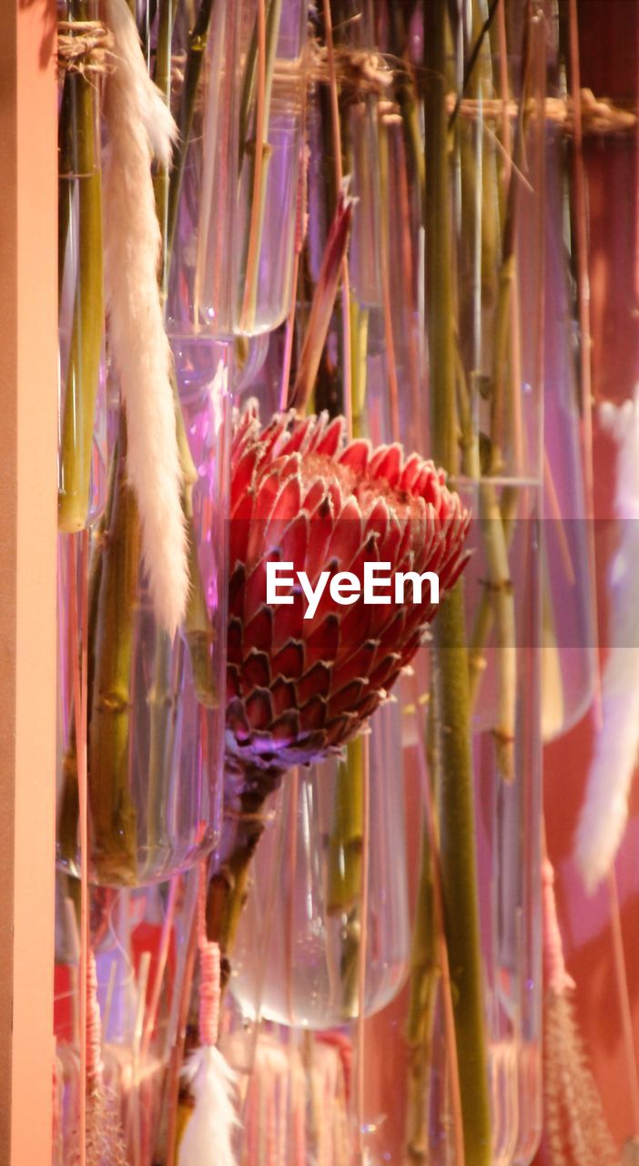 Close-up of a torch lily hanging in glass