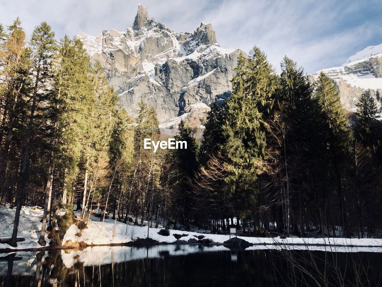 Panoramic shot of pine trees on snowcapped mountains during winter