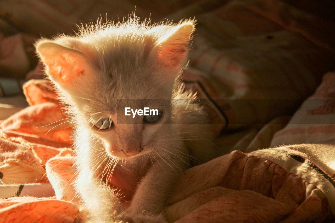 CLOSE-UP OF CAT RELAXING ON BED