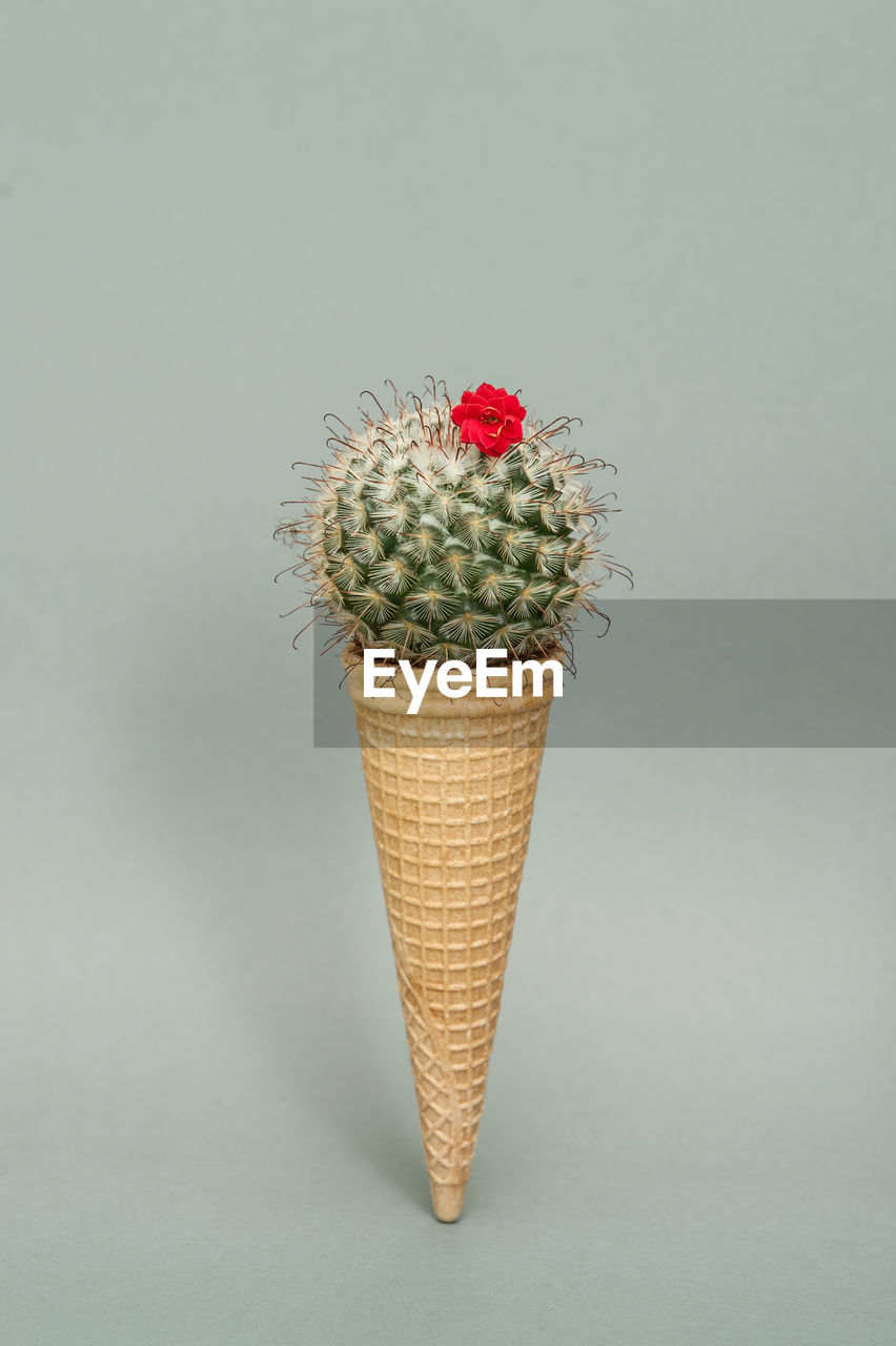 Close-up of cactus on ice cream cone against colored background