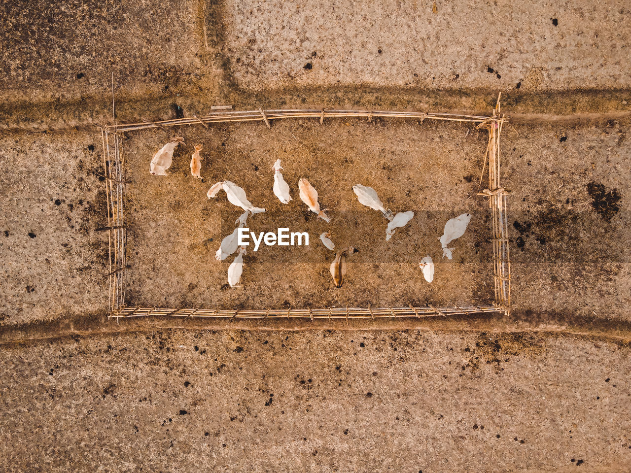 View of birds on wall