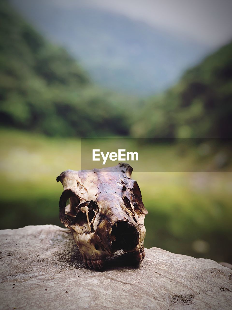 Animal skull on rock