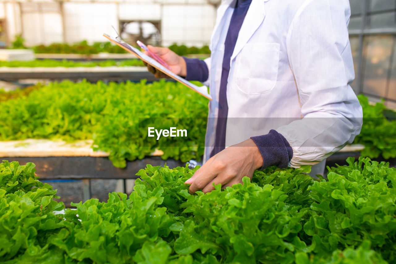 Scientist or worker testing and collect data from lettuce organic hydroponic.