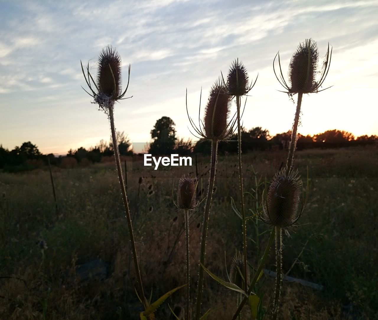 CLOSE-UP OF THISTLE AGAINST SKY AT SUNSET
