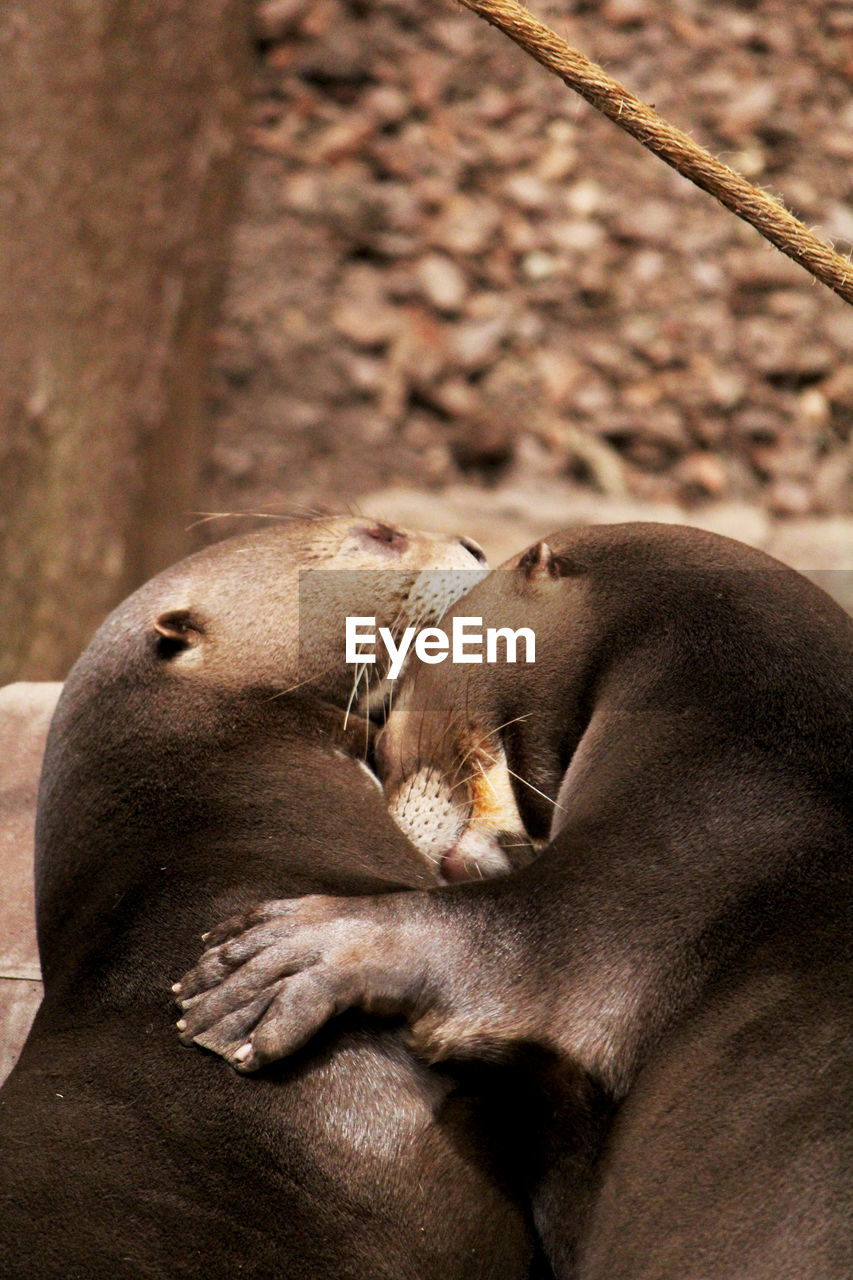 Close-up of otters hugging