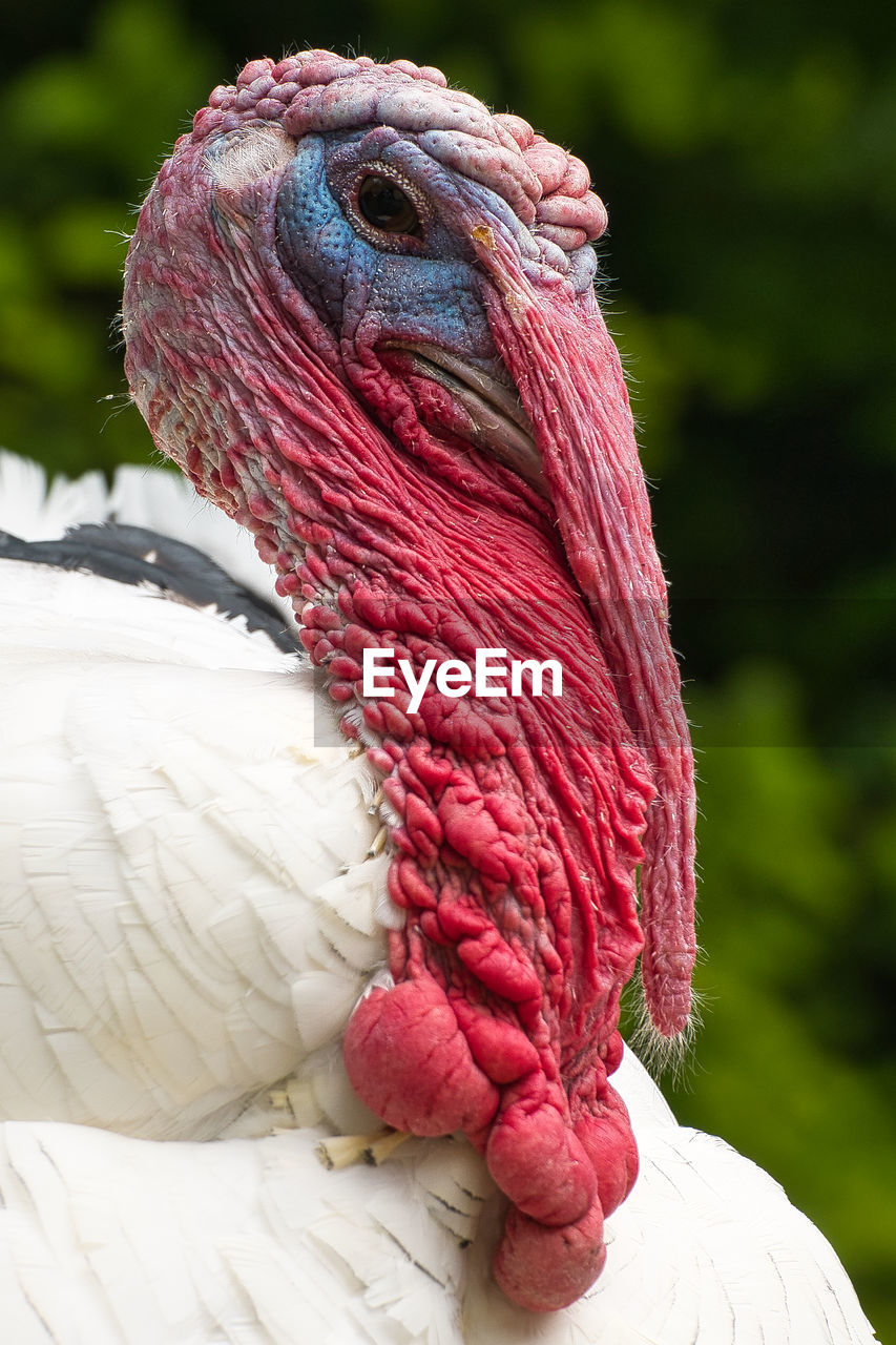 Close up of a turkey