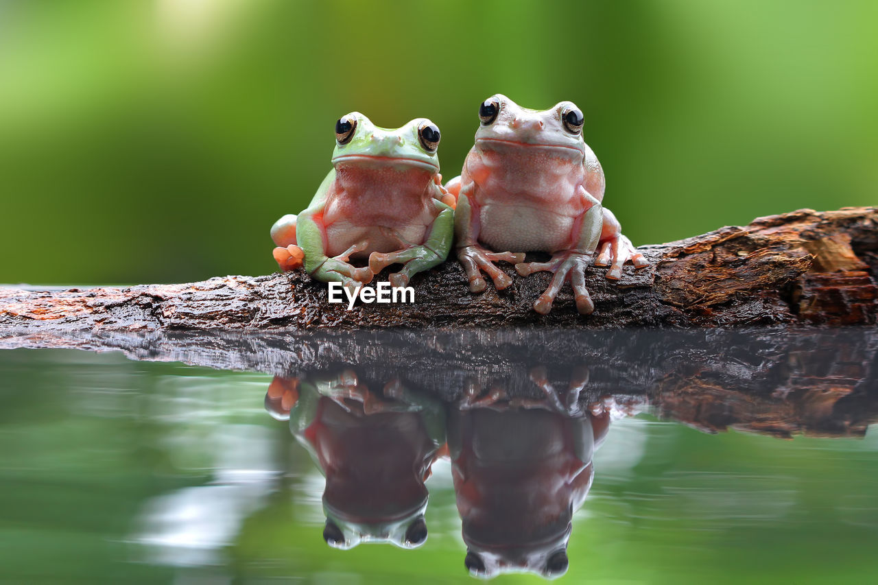 Close-up of frogs on fallen tree over pond