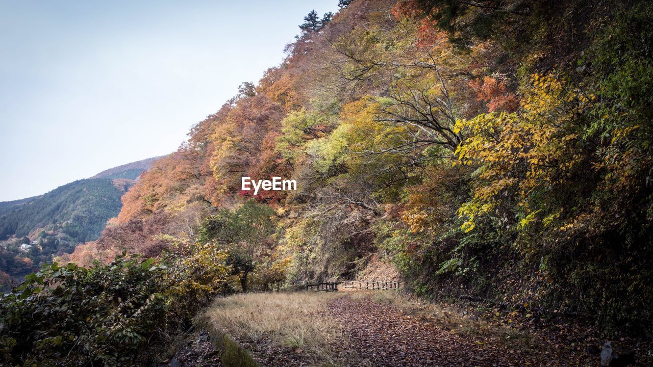 LOW ANGLE VIEW OF TREE AGAINST MOUNTAINS