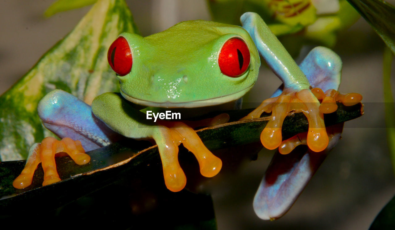 Close-up of  red eyed tree frog