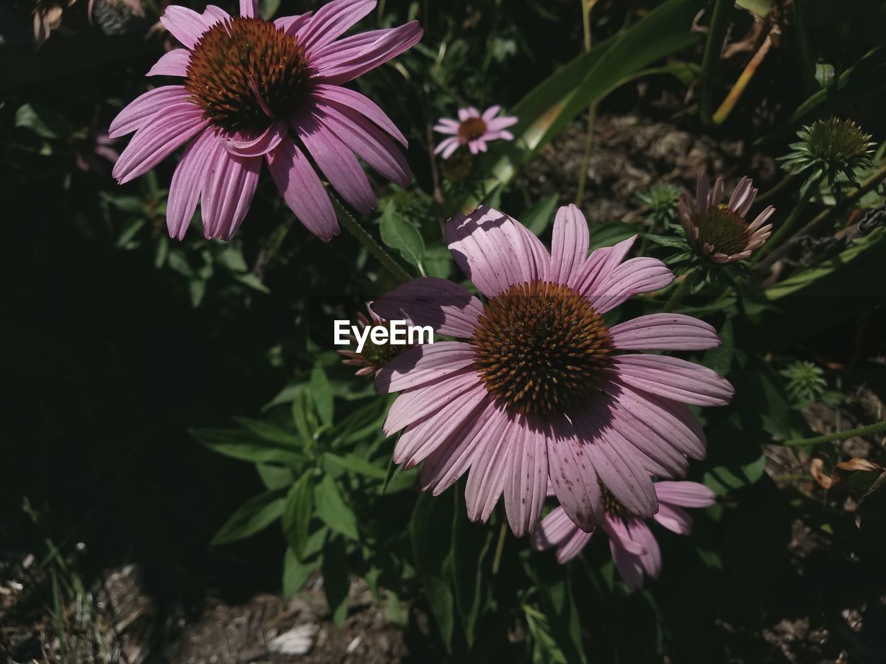 Close-up of pink flowers in park