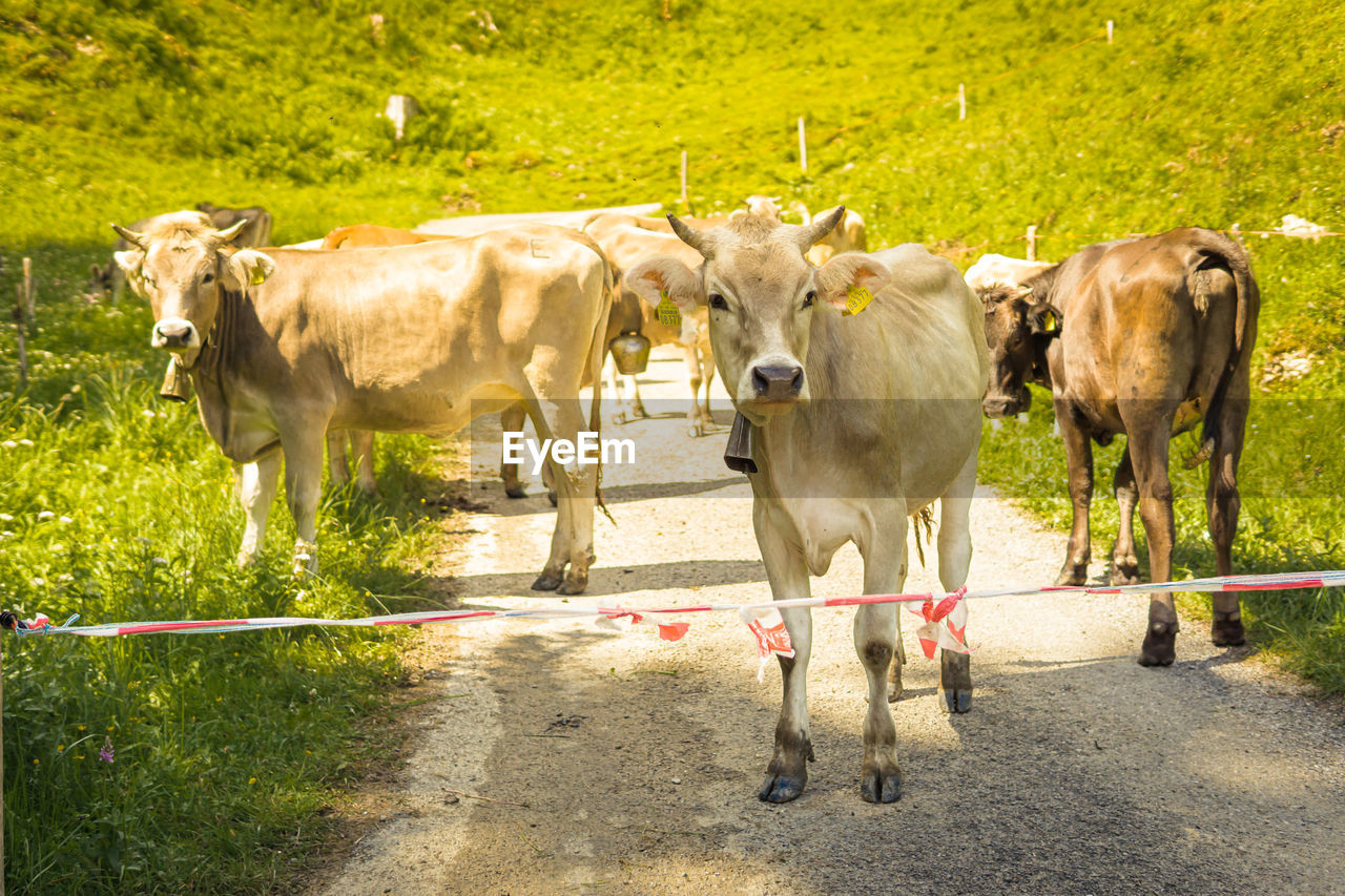 COWS STANDING ON ROAD