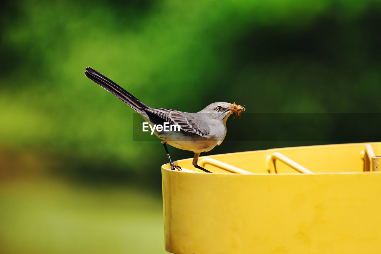 CLOSE-UP OF BIRD PERCHING ON A YELLOW