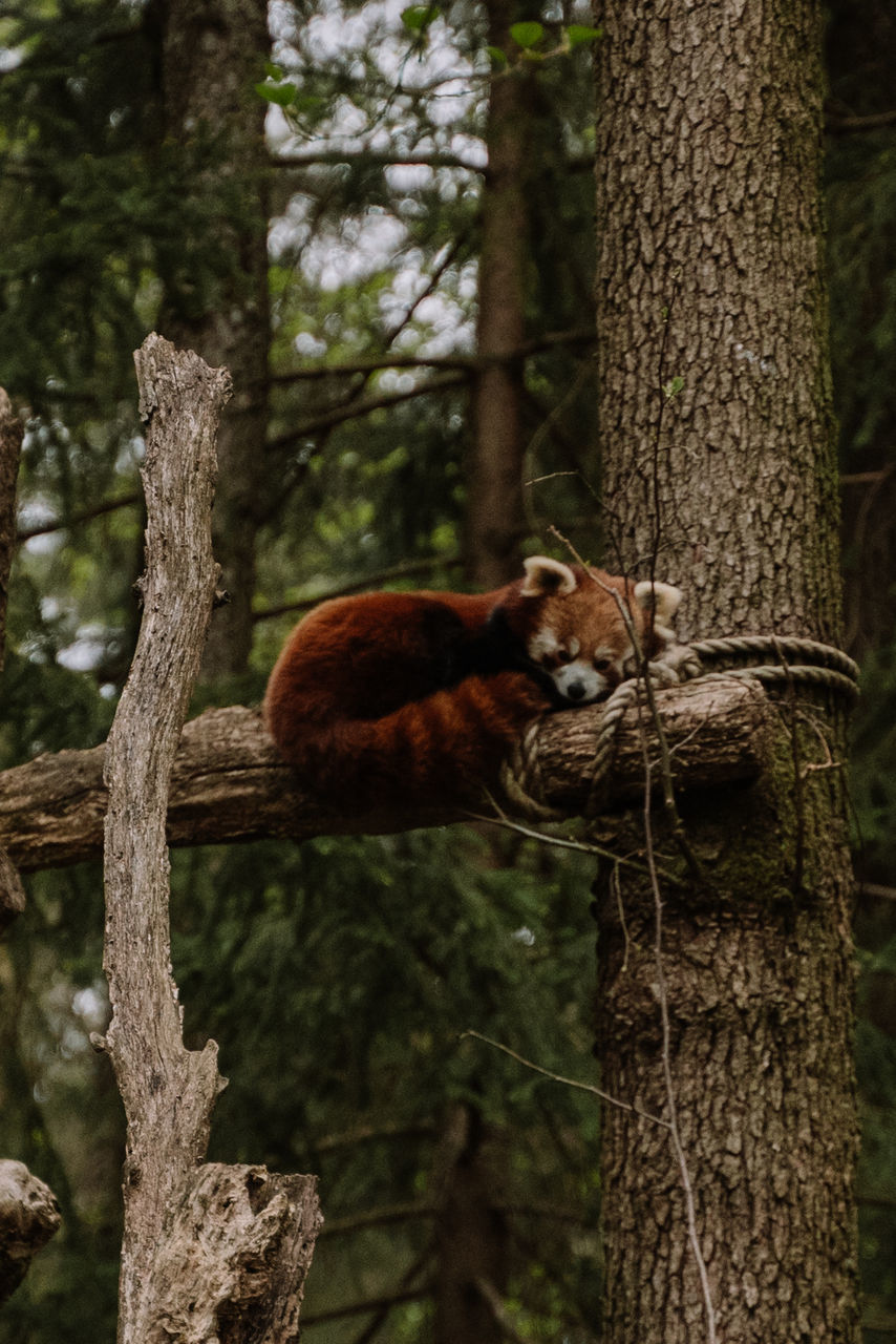 tree, animal, animal themes, mammal, animal wildlife, plant, one animal, wildlife, tree trunk, trunk, red panda, forest, nature, woodland, branch, no people, land, jungle, outdoors, day, relaxation, zoo, climbing, carnivore