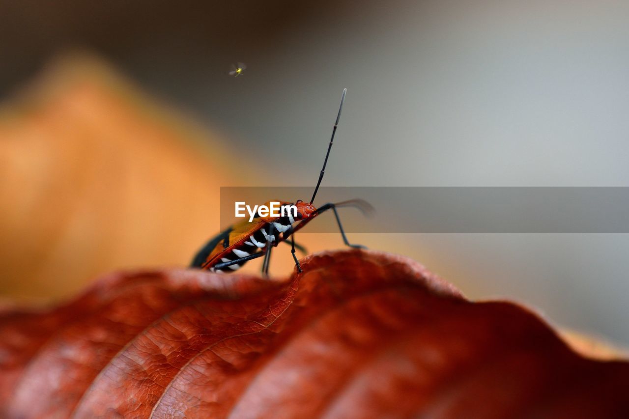 Close-up of insect on leaf