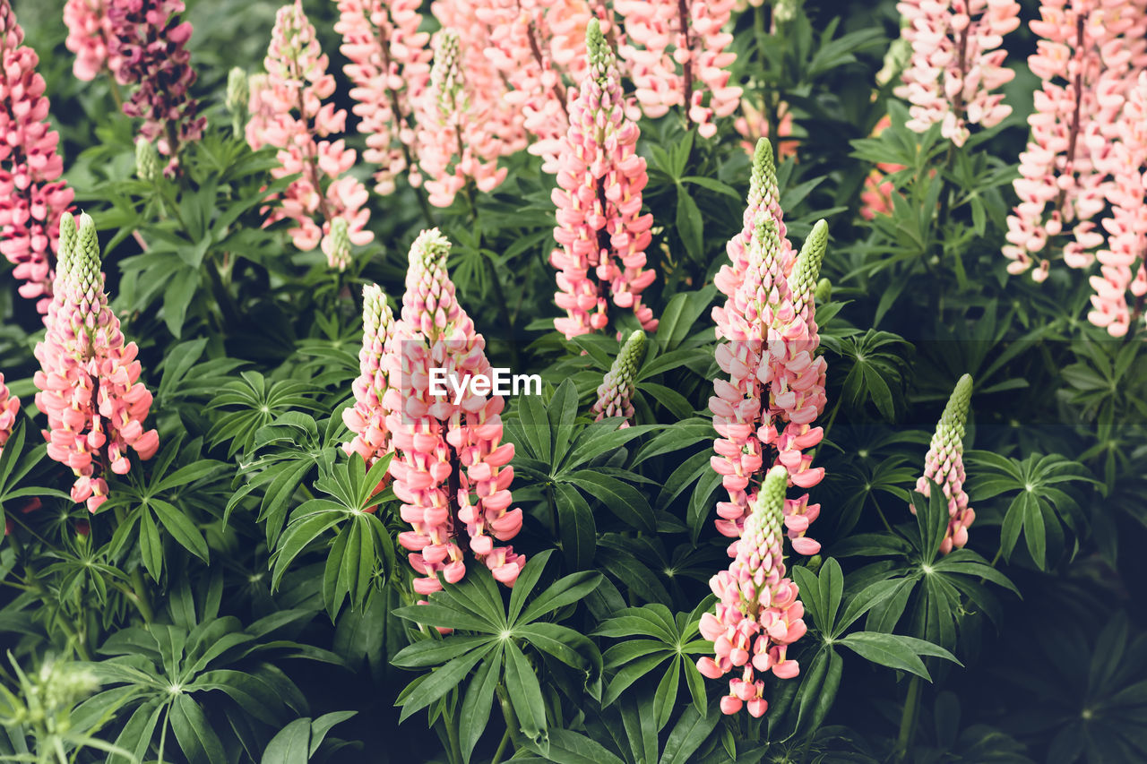 Beautiful blooming pink lupine flowers. moody bold colors. blurred natural background.