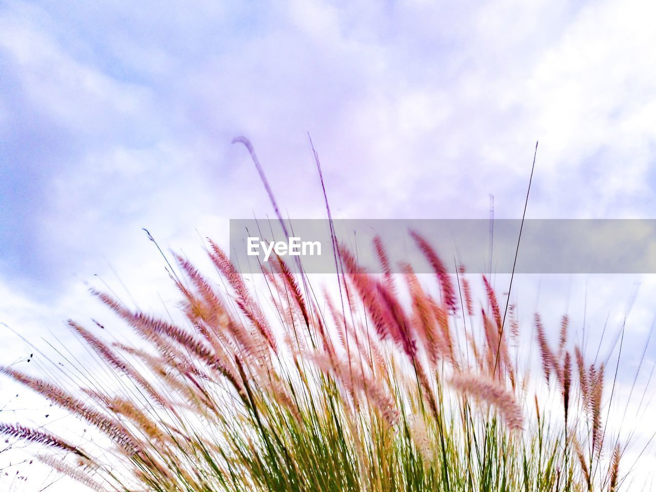 LOW ANGLE VIEW OF PINK FLOWERING PLANT AGAINST SKY