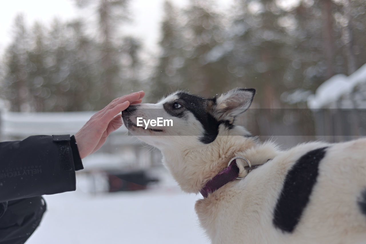 CLOSE-UP OF A DOG WITH HAND IN SNOW