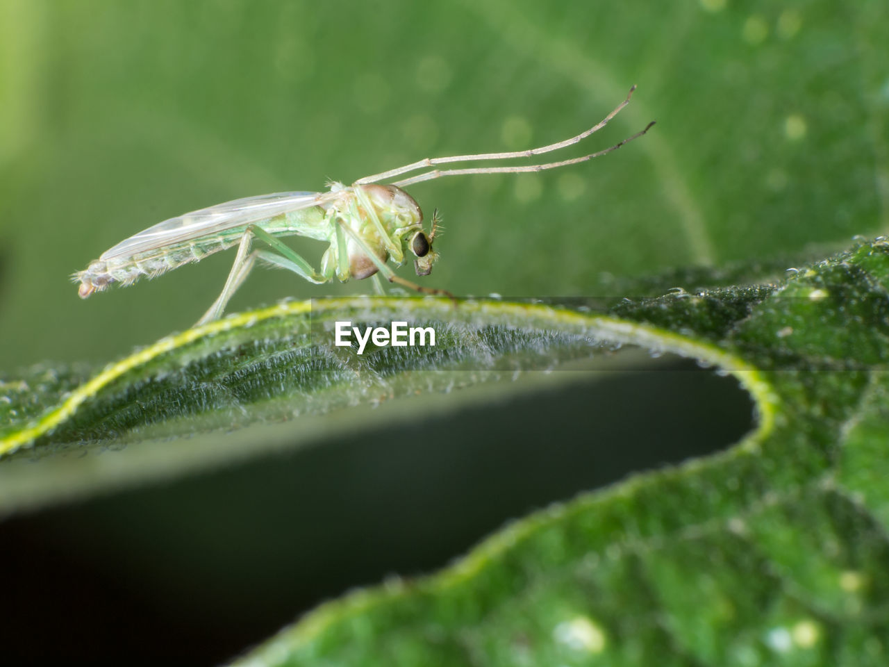 CLOSE-UP OF INSECT ON PLANT