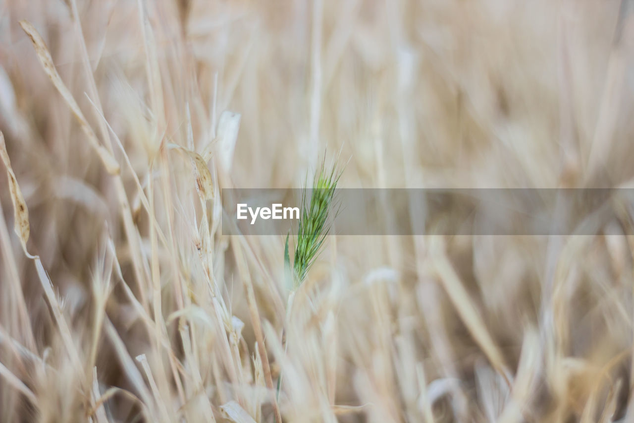 Close-up of wheat growing on field