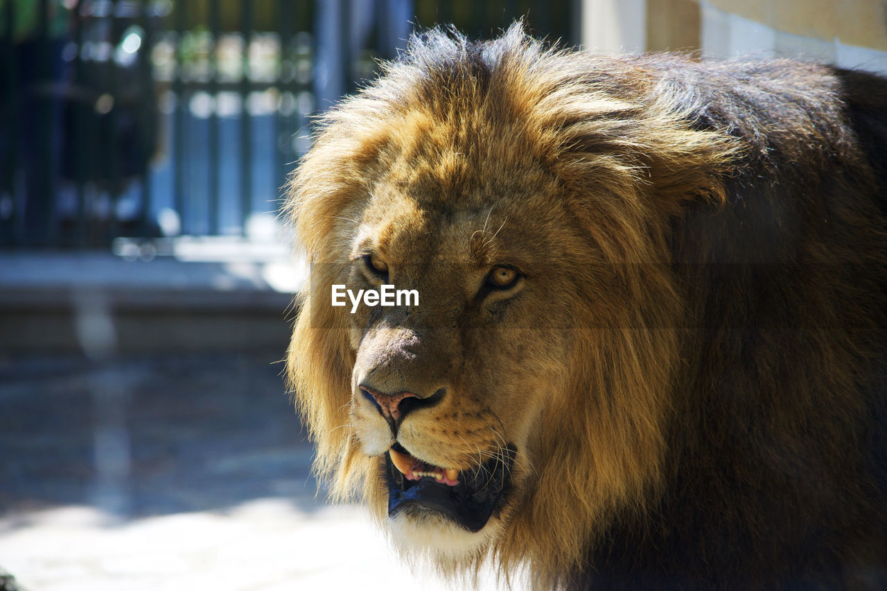 Close-up of lion standing in zoo