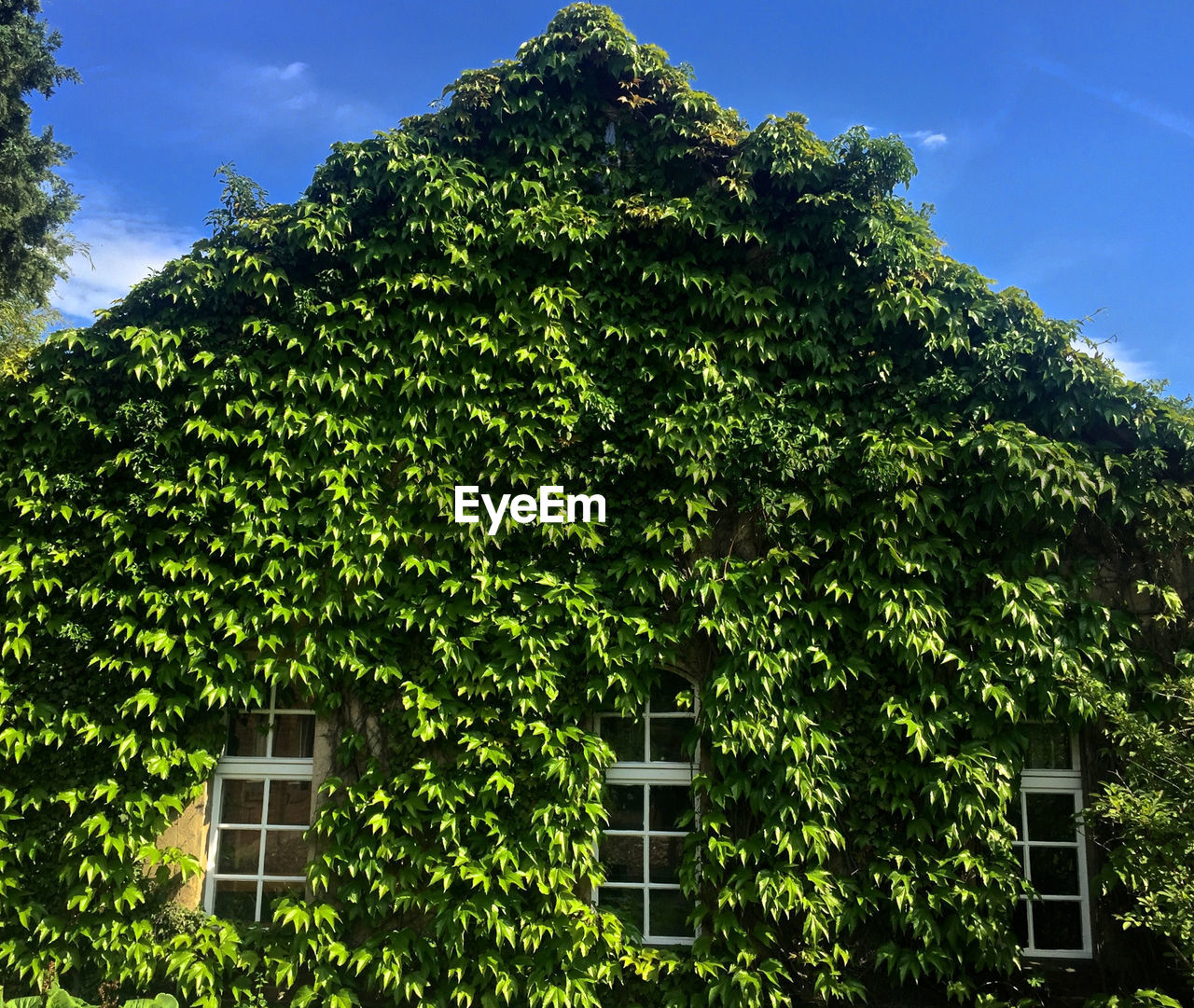 LOW ANGLE VIEW OF TREES