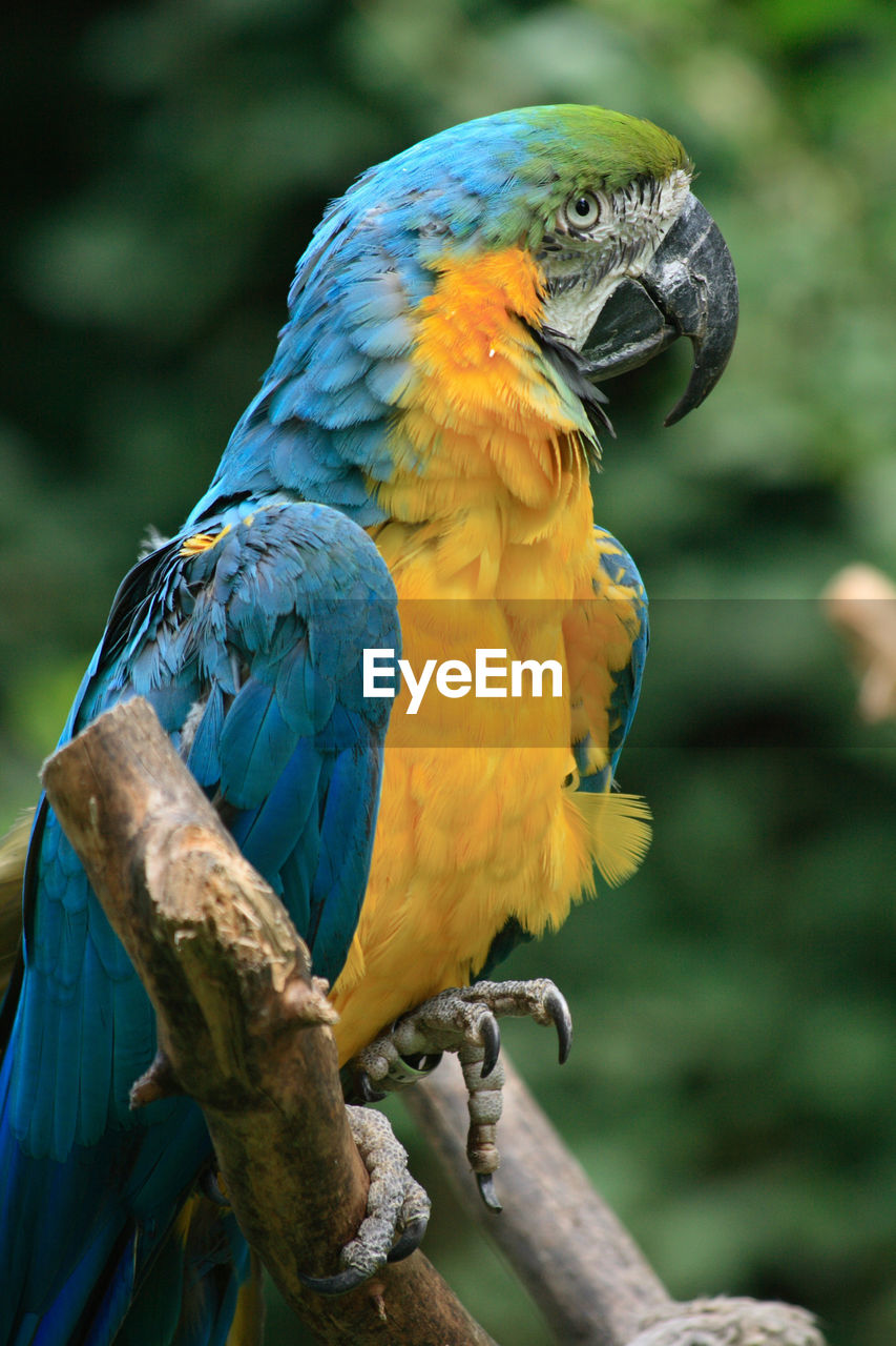 CLOSE-UP OF BIRD PERCHING ON BRANCH