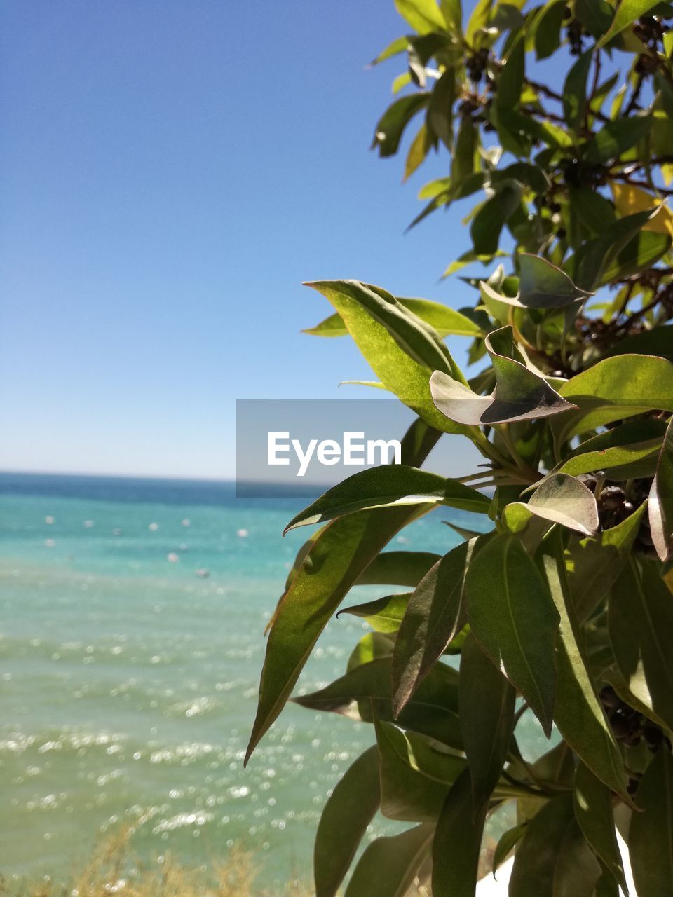 Close-up of plant against sea