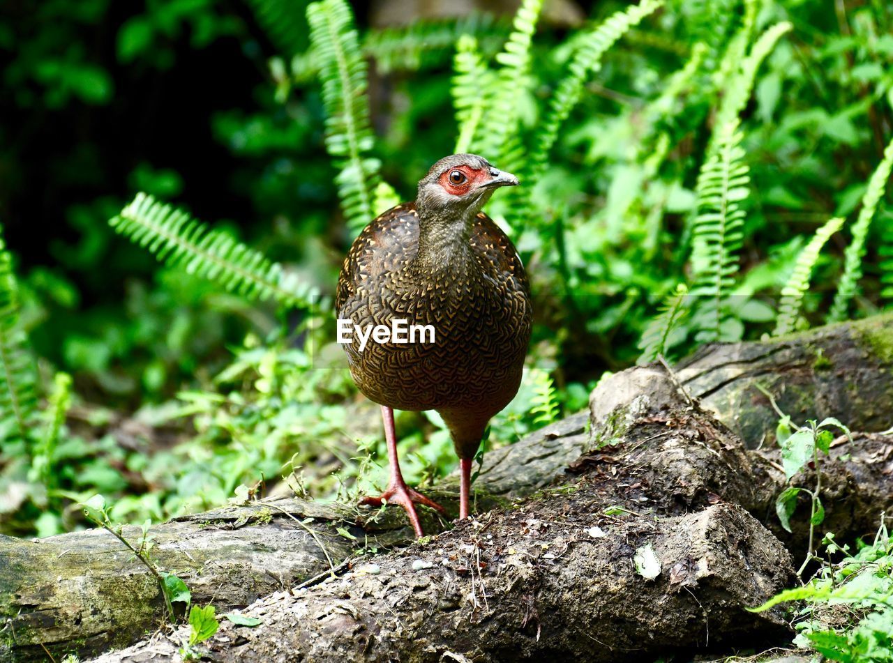 CLOSE-UP OF SPARROW PERCHING ON ROCK